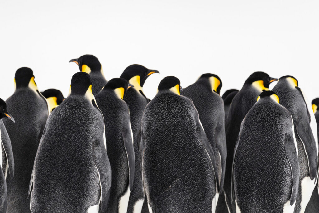 EMPEROR PENGUINS CAUGHT INANTARCTIC GEOPOLITICAL CROSSFIRE