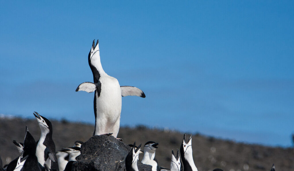 THE SOUTHERN OCEAN IS KEY TO OUR PLANET’S FUTURE & WE HAVE A CHANCE TO PROTECT IT THIS YEAR(COMMENTARY)