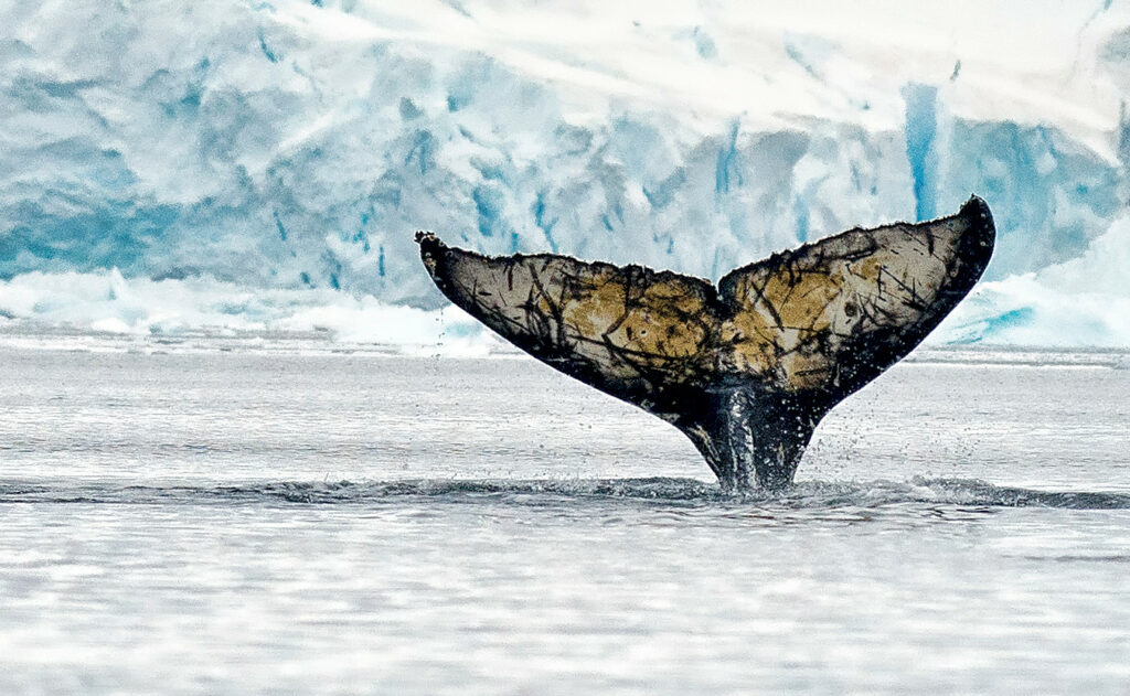 Protect Antarctic krill to preserve the health of Africa’s coastal communities