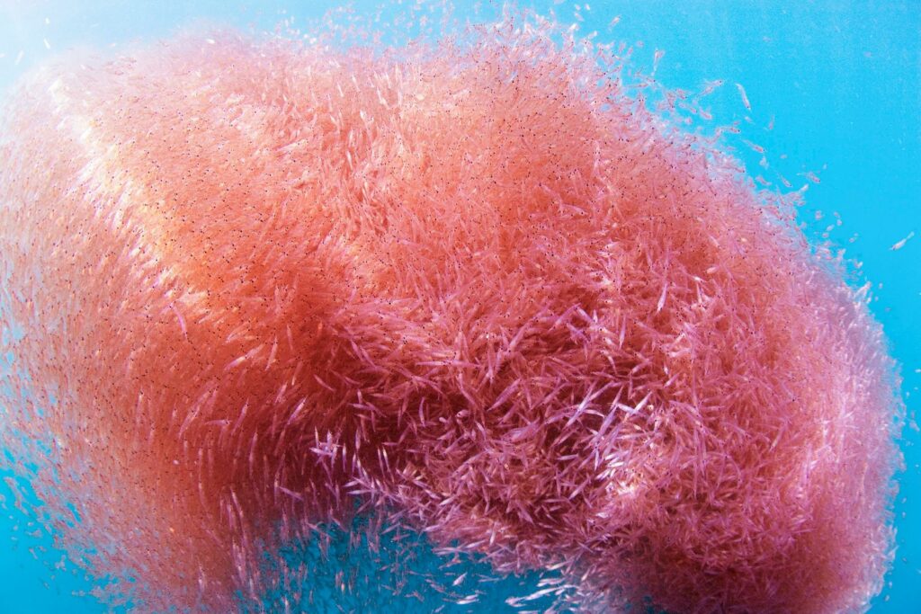 The krill crisis — why the Southern Ocean’s most critical species is under threat