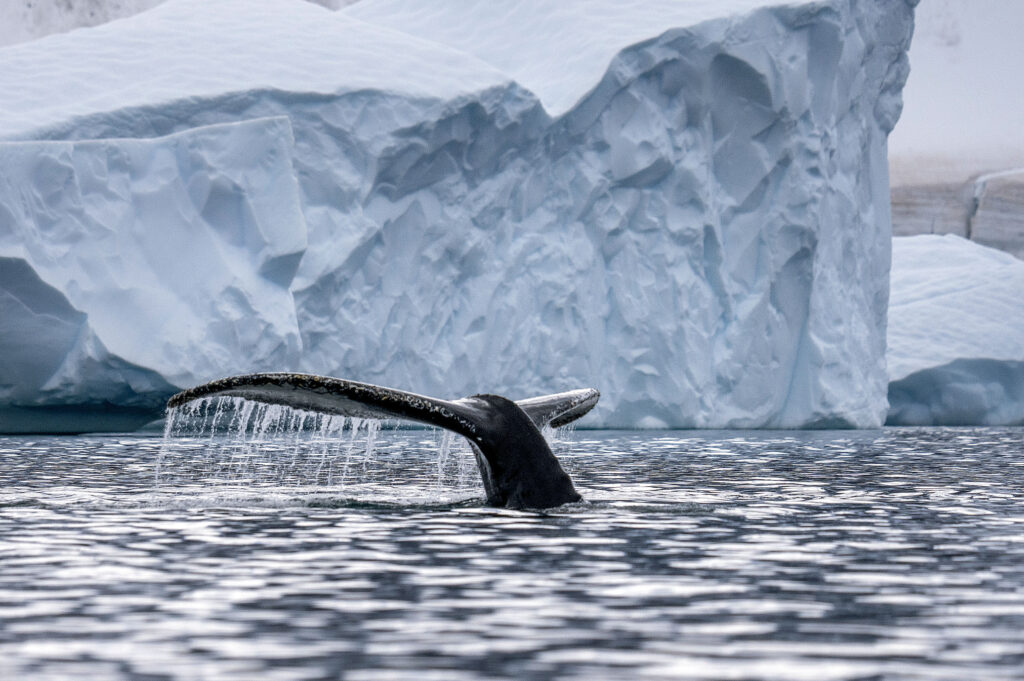 Pacific leaders call for Antarctic krill protection at the 55th Pacific Islands Forum