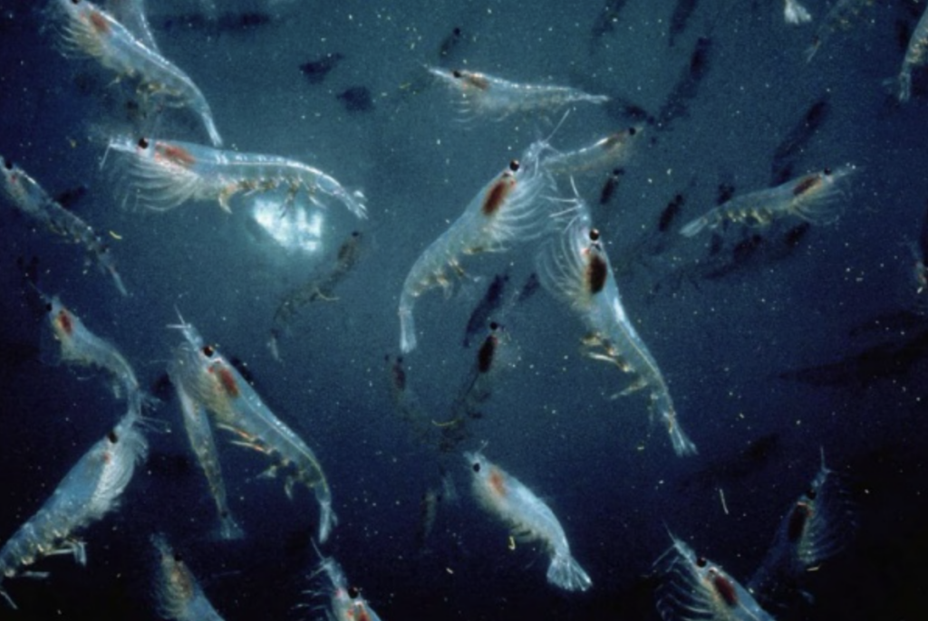 Campaigners launch global boycott of antarctic krill products